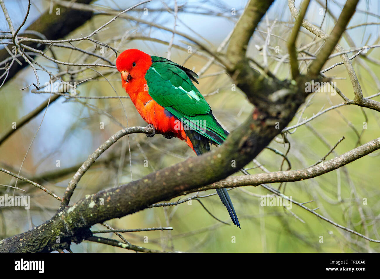 Australische König Parrot (Alisterus scapularis), männlich, Australien, Victoria Stockfoto