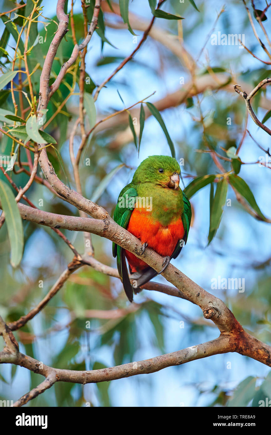 Australische König Parrot (Alisterus scapularis), männlich, Australien, Victoria Stockfoto