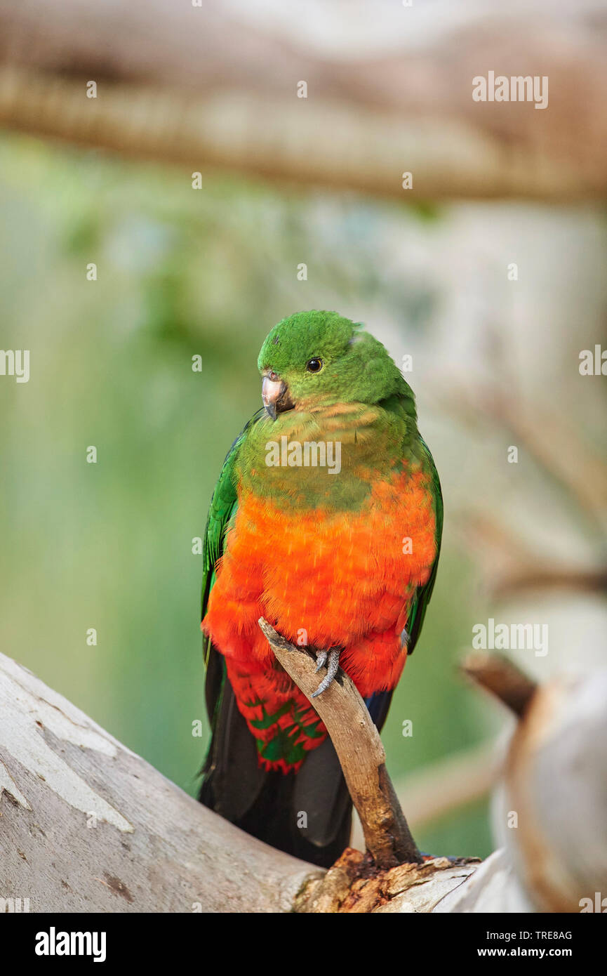 Australische König Parrot (Alisterus scapularis), weiblich, Australien, Victoria Stockfoto