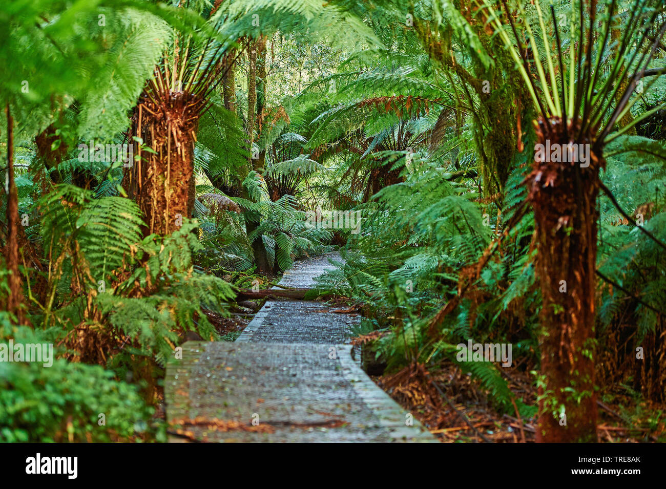 Forstweg durch den Regenwald in der Great Otway National Park im Frühling, Australien, Victoria, Great Otway National Park Stockfoto