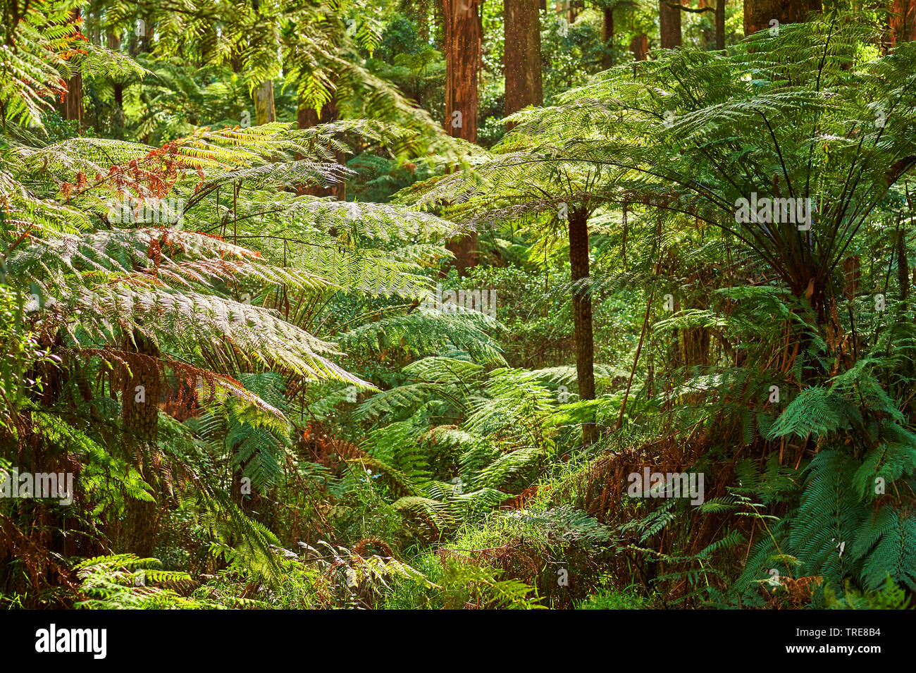 Mountain Ash, viktorianischen Esche (Eucalyptus regnans), Wald in den Dandenong Ranges mit Eukalyptusbäumen und Baumfarne im Frühjahr, Australien, Victoria, Dandenong Ranges National Park, Sherbrooke Forest Stockfoto