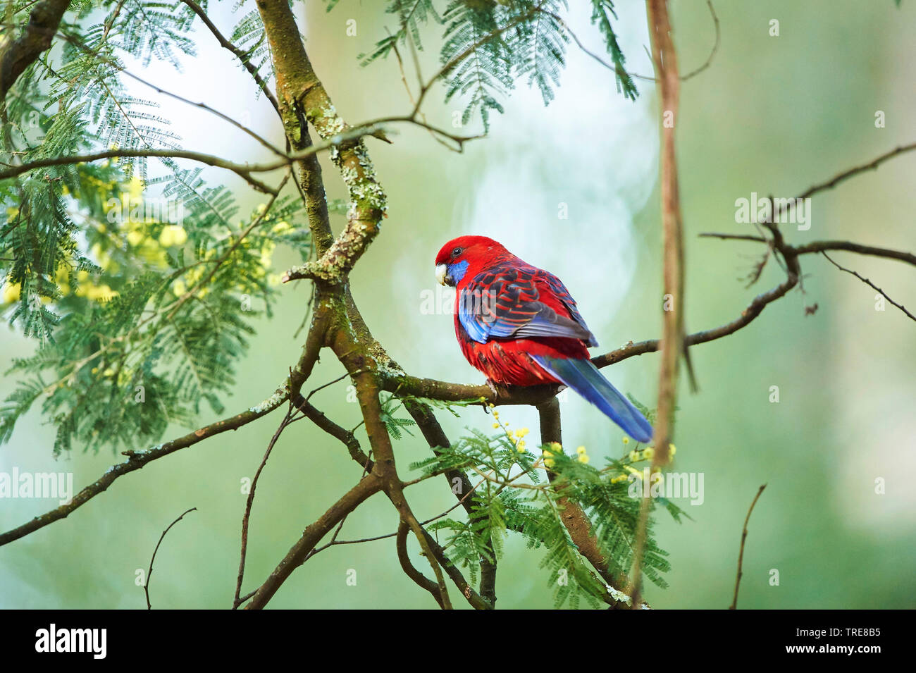 Crimson Rosella, Pennant Rosella (Platycercus elegans), sitzt auf einem Ast im Baum, Australien, Victoria, Dandenong Ranges National Park Stockfoto