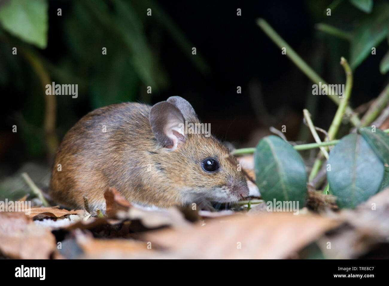 Holz Maus, Long-tailed FELDMAUS (APODEMUS SYLVATICUS), Nahrungssuche in Garten, Niederlande Stockfoto