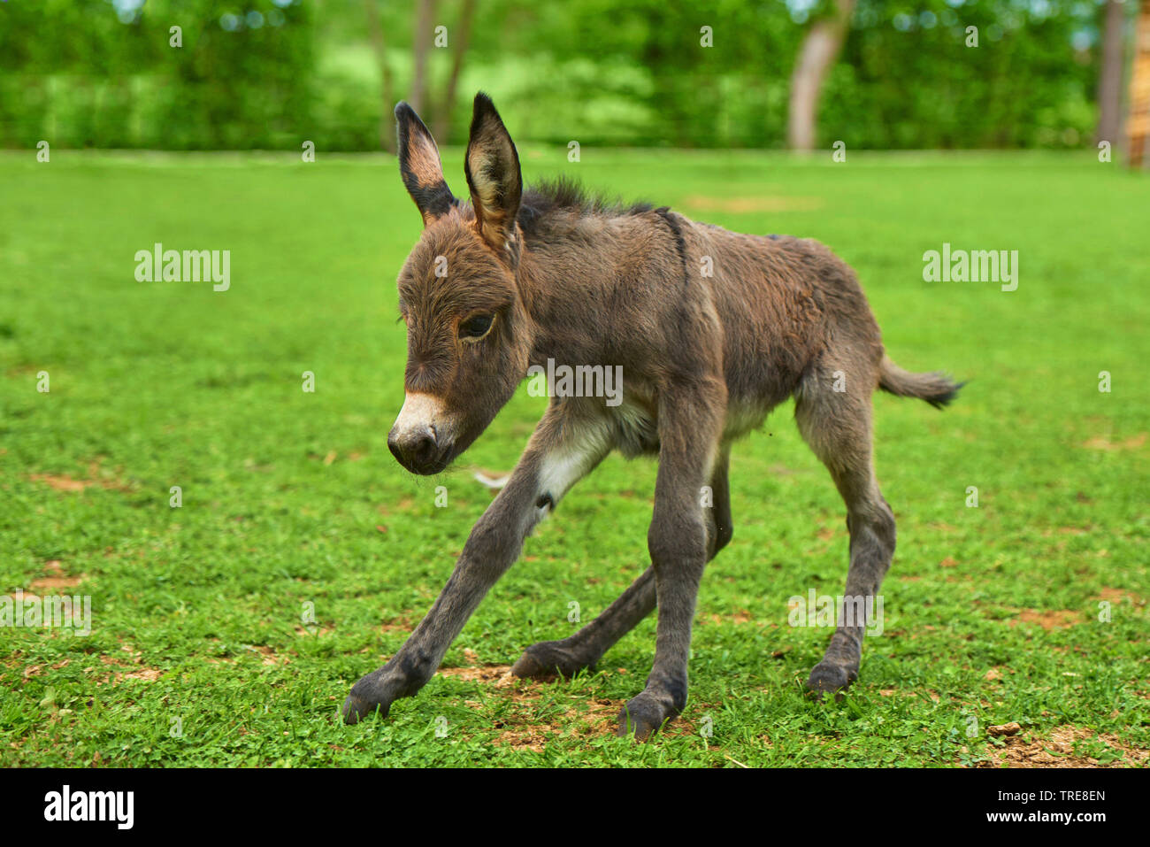 Inländische Esel (Equus asinus asinus), Esel Fohlen, Deutschland Stockfoto