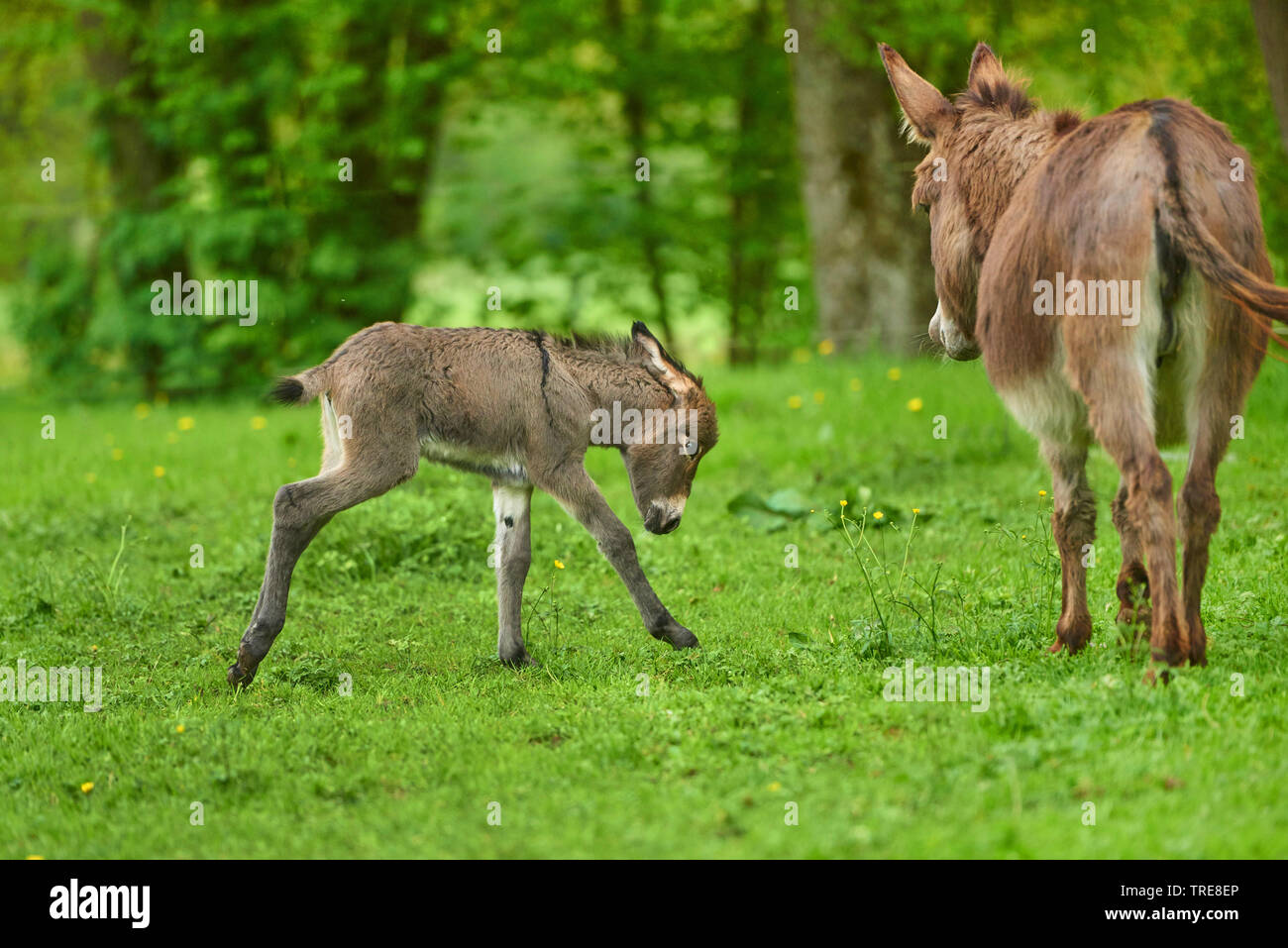 Inländische Esel (Equus asinus asinus), Esel Fohlen mit seiner Mutter, Deutschland Stockfoto