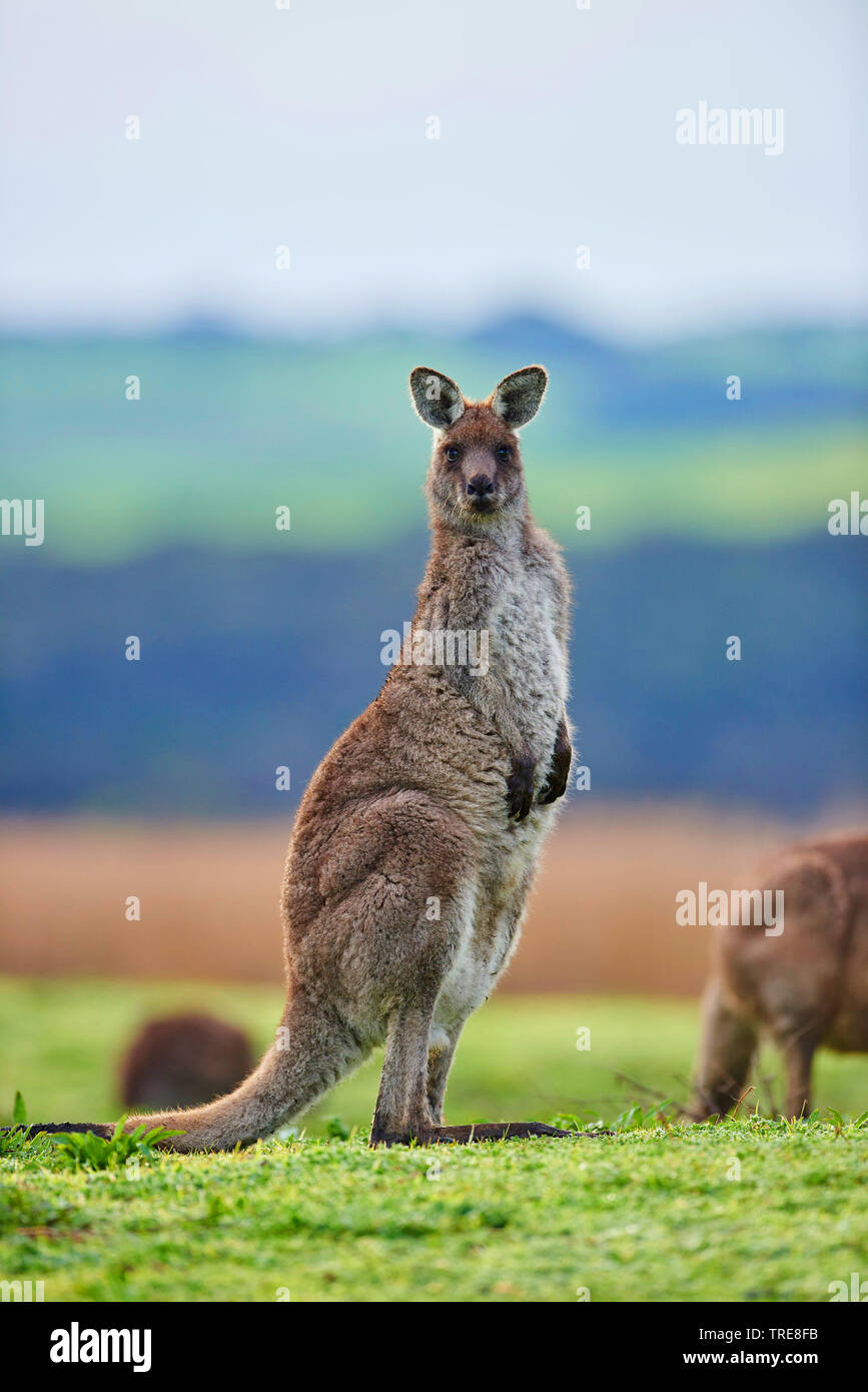 Eastern Grey Kangaroo, Eastern Grey Kangaroo, grossen Grauen Kängurus, forester Kangaroo (Macropus giganteus), auf einer Wiese, Australien, Victoria, Great Otway National Park Stockfoto