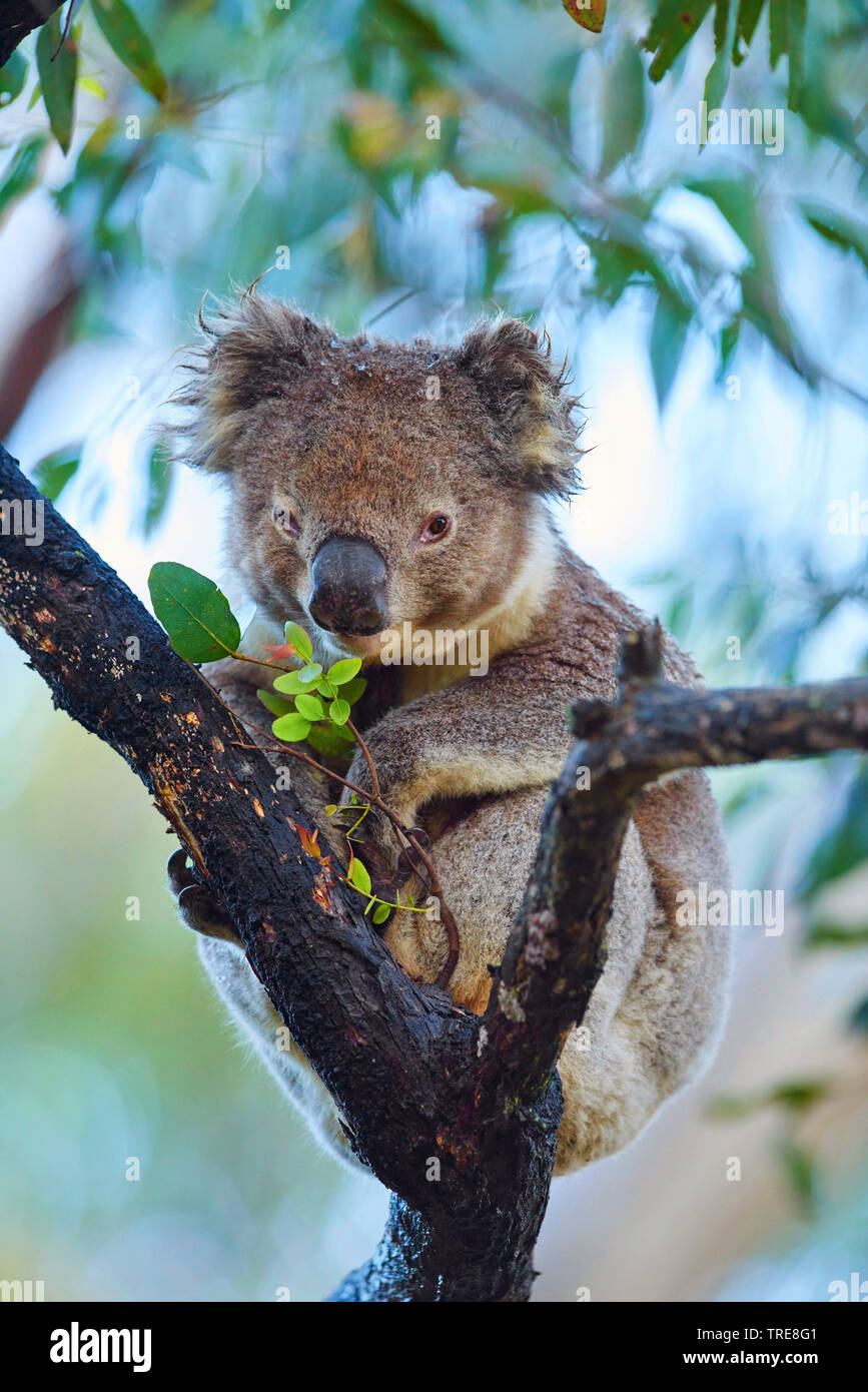 Koala, koala Bär (Phascolarctos cinereus), sitzend in einem eucalytus Baum und Essen frische Blätter, Australien, Victoria, Great Otway National Park Stockfoto
