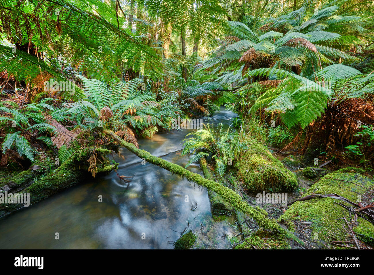 Bach durch den Regenwald in der Great Otway National Park im Frühling, Australien, Victoria, Great Otway National Park Stockfoto