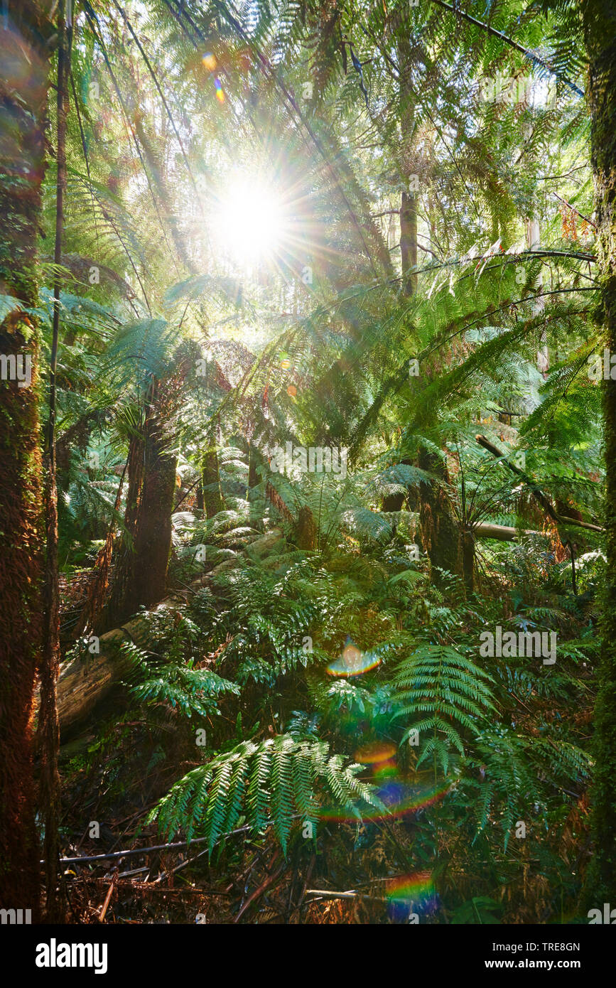 Wald in der Great Otway National Park im Frühling, Australien, Victoria, Great Otway National Park Stockfoto