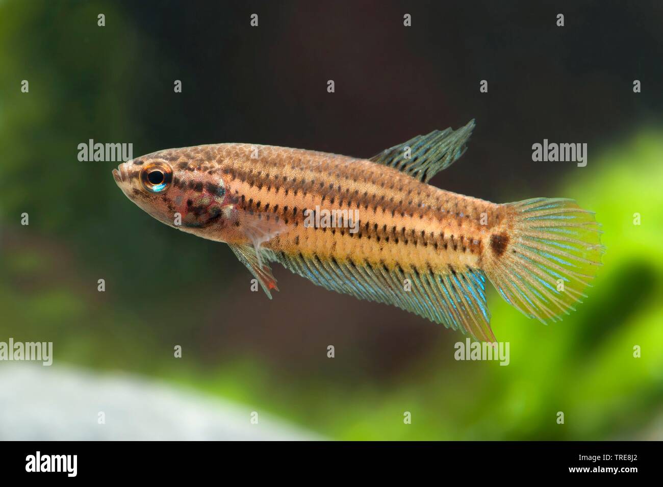 Friedliche betta, Halbmond Betta (Betta imbellis), im Aquarium Stockfoto