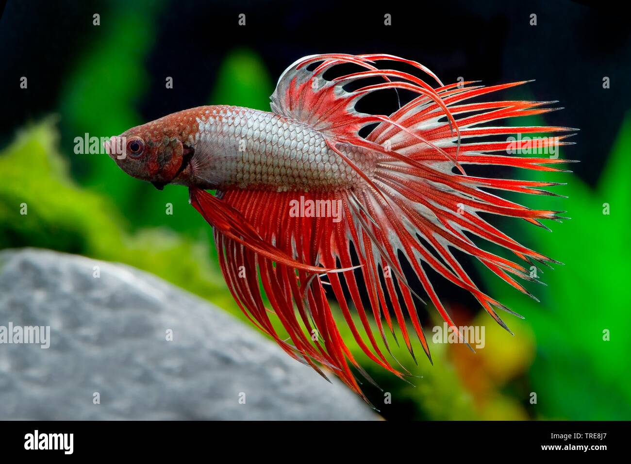 Siamese Fighting Fish Siam Fighter Betta Splendens Crowntail Rot Kupfer Betta Splendens Krone Schwanz Rot Kupfer Rasse Crowntail Rot Kupfer Stockfotografie Alamy