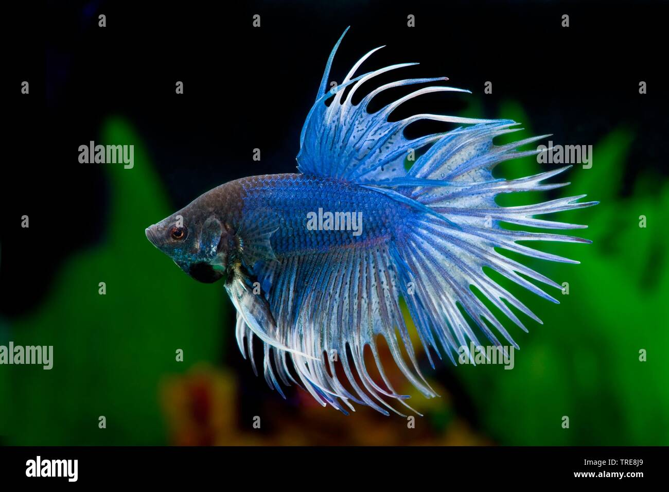 Betta Splendens Crowntail Siamesischer Kampffisch Siamese Fighter Stockfotos Und Bilder Kaufen Alamy