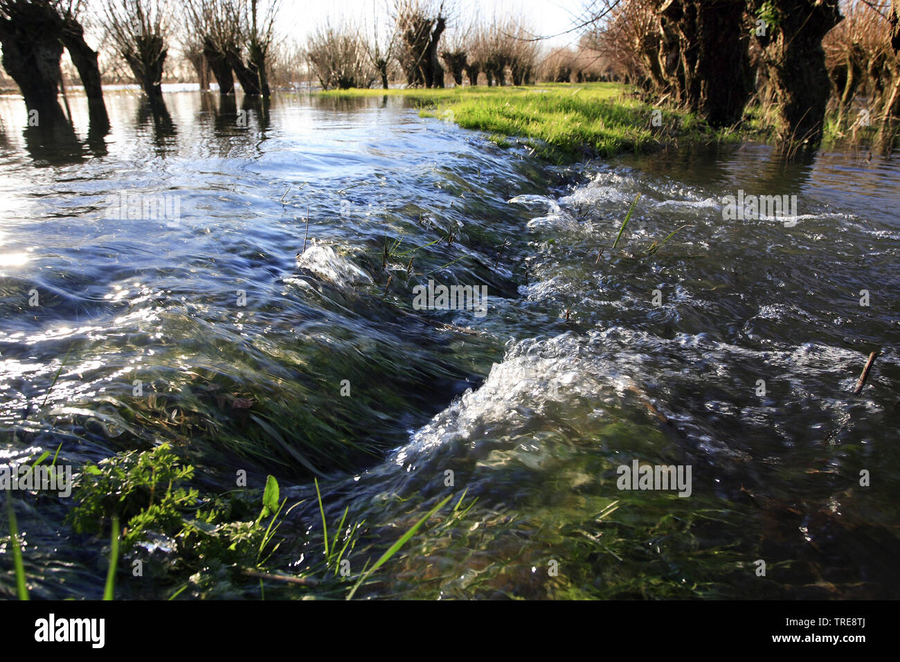 Überflutet De Biesbosch, Niederlande, Nationalpark De Biesbosch Stockfoto