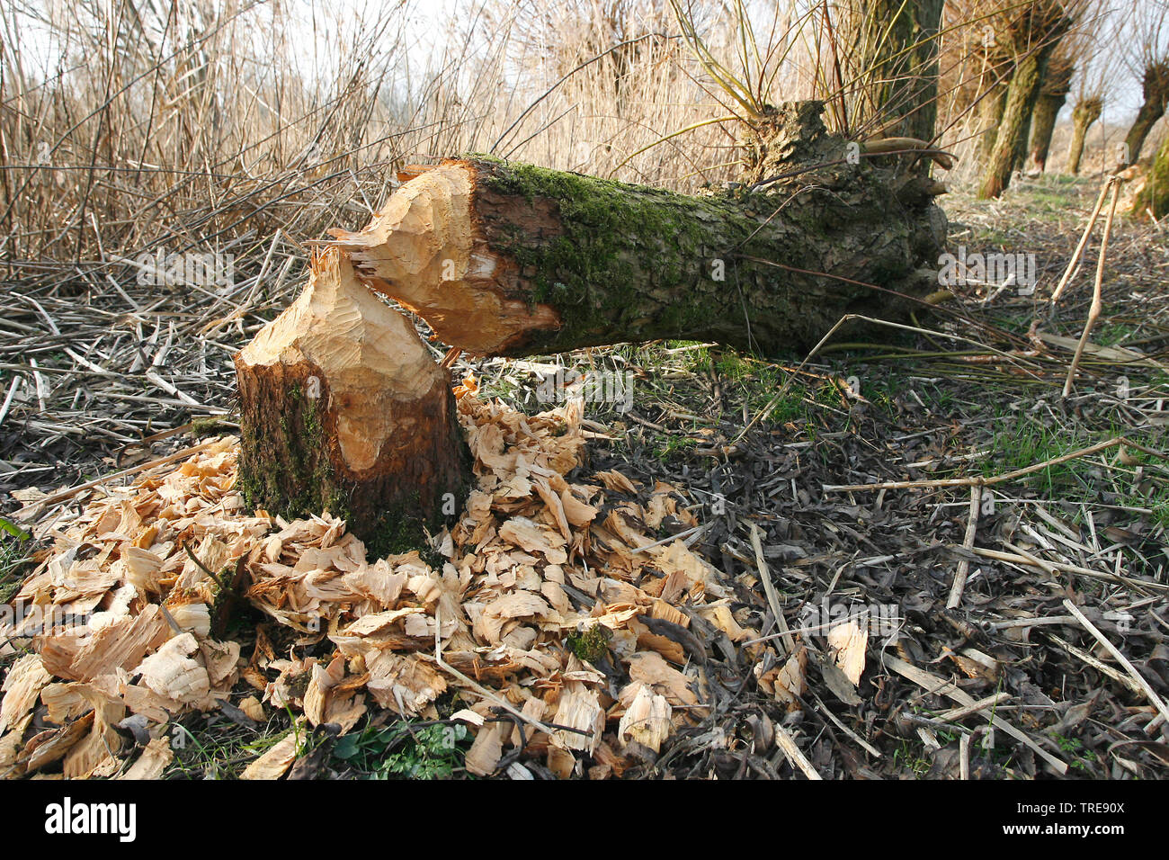 Eurasischen Biber, Europäischer Biber (Castor Fiber), beaver Schäden, Baum, Biber, Niederlande abgeholzt, Nationalpark De Biesbosch Stockfoto