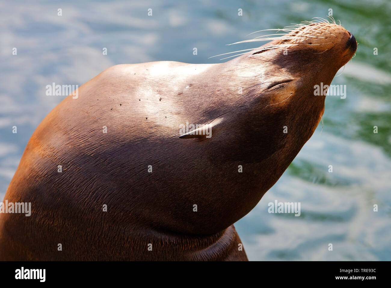 Kalifornische Seelöwen (zalophus californianus), weibliche Sonnenbaden in einem Zoo, Porträt Stockfoto