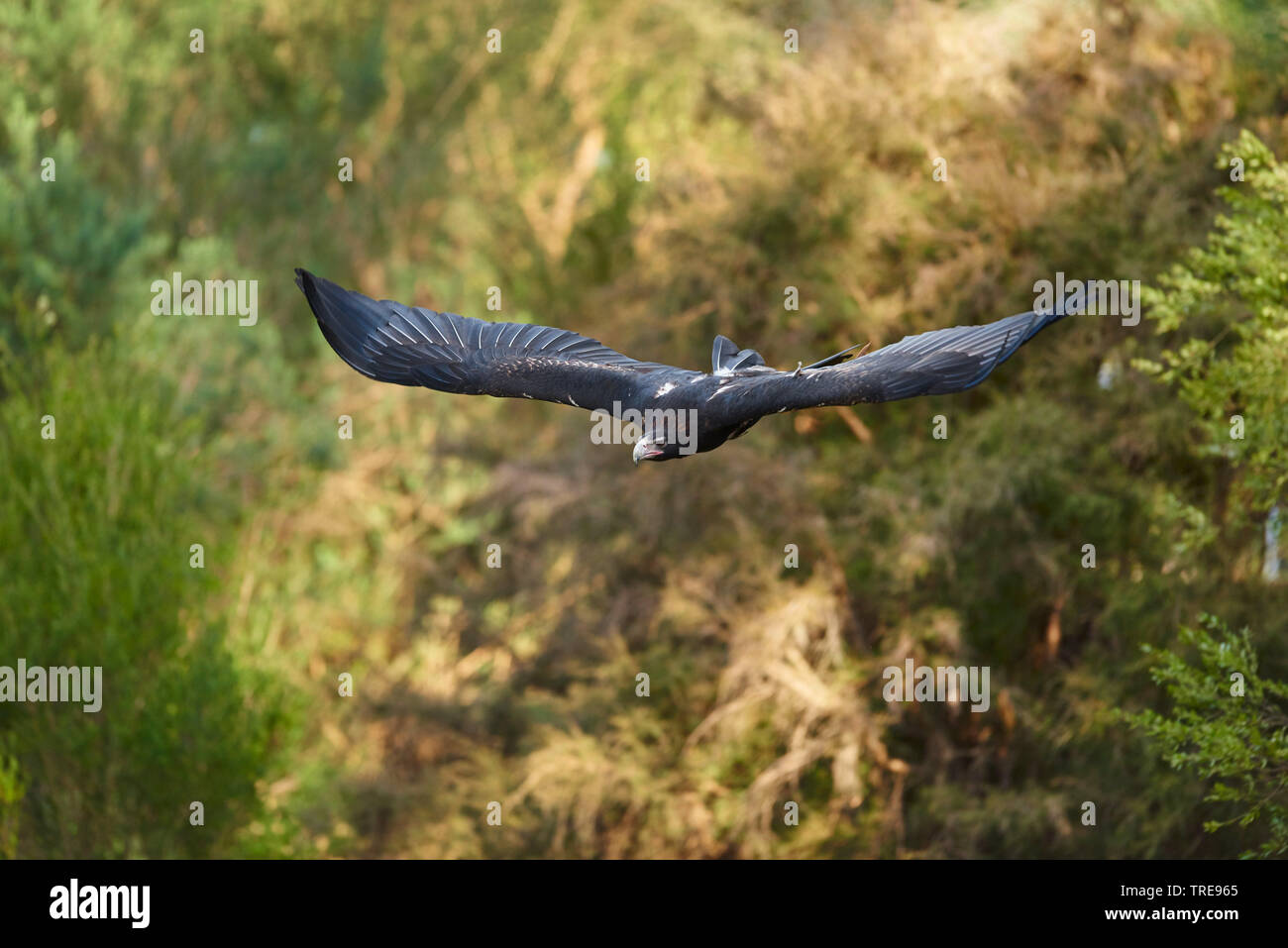 Wedge-tailed eagle (Aquila Audax), im Flug, Australien, Victoria Stockfoto