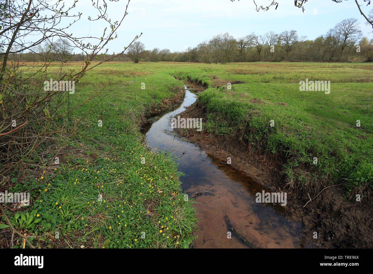 Creek in Drentsche Aa, Niederlande, Drente, Nationalpark Drentsche Aa Stockfoto