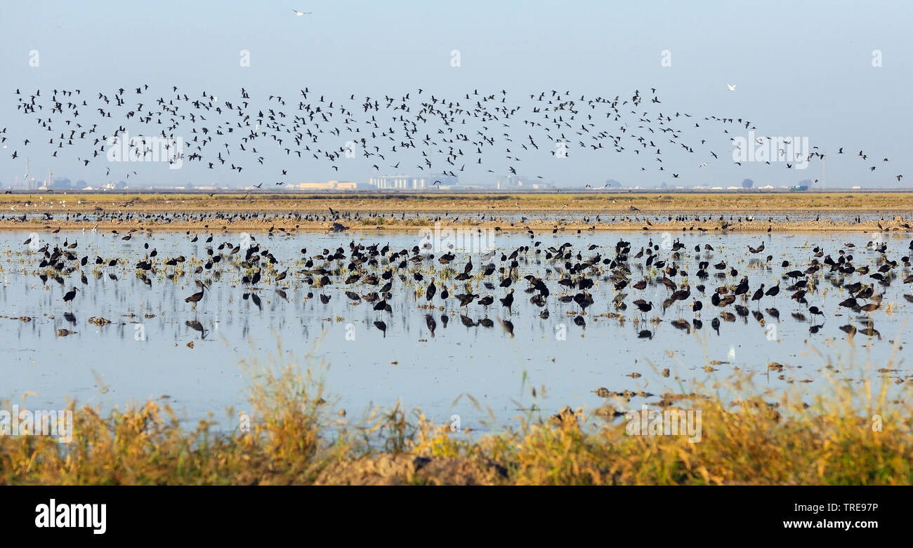 Glossy ibis (Plegadis falcinellus), Überwinterung Veta La Palma, Spanien, Cota Donana National Park Stockfoto