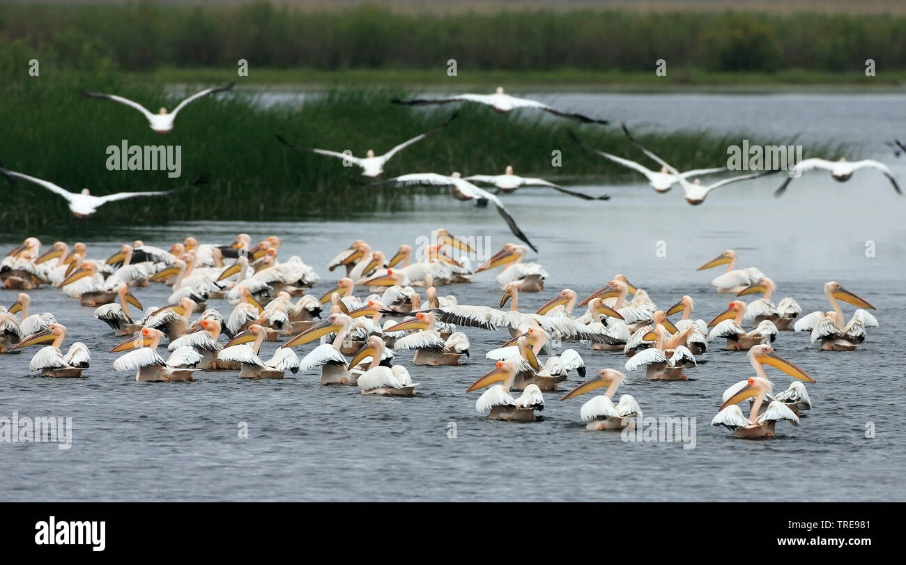 Eastern White Pelican (Pelecanus onocrotalus), Kolonie am Donaudelta, Rumänien, Donaudelta, Biosphaerenreservat Donaudelta Stockfoto