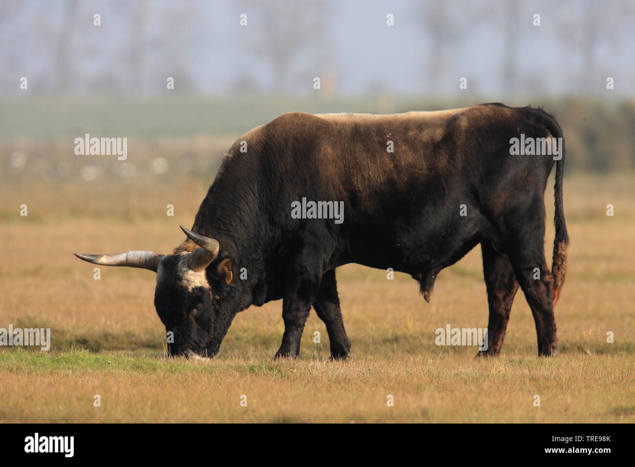 Heckrinder (Bos primigenius f. Taurus), Beweidung männlich, Niederlande Stockfoto