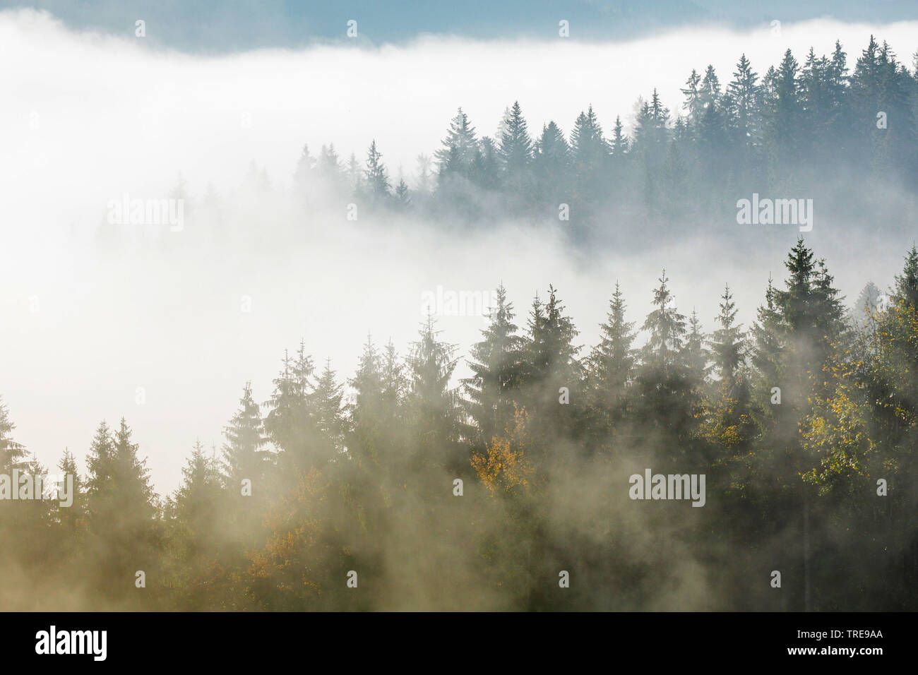 Die Fichte (Picea abies), Fichtenwald am Ratenpass im Nebel, Schweiz Stockfoto