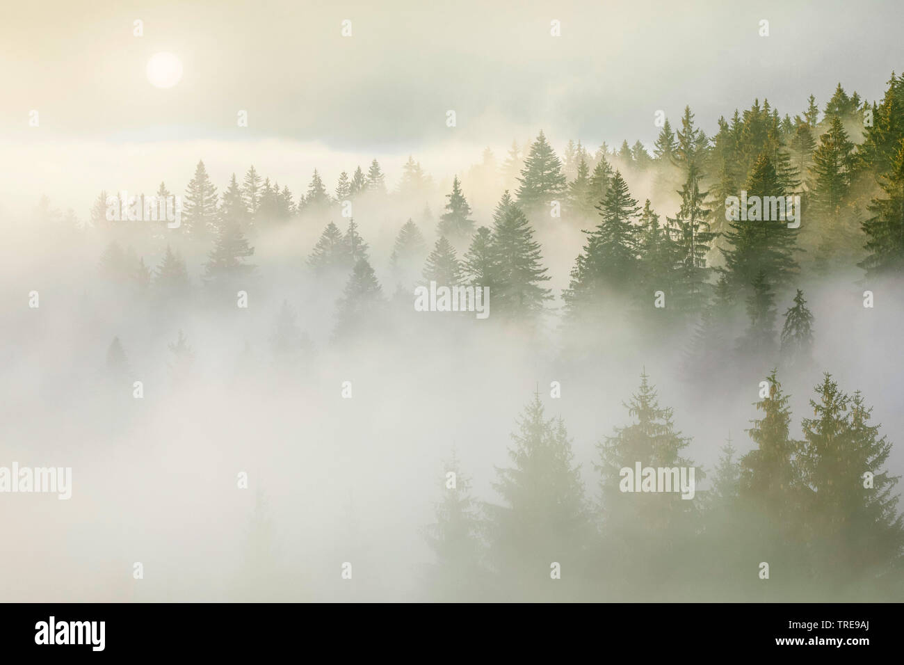 Die Fichte (Picea abies), Fichtenwald am Ratenpass im Nebel, Schweiz Stockfoto