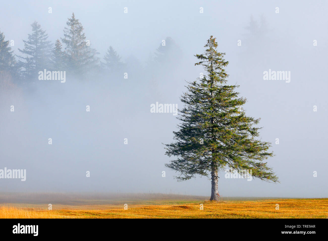 Die Fichte (Picea abies), freistehend im Nebel Fichte, Schweiz Stockfoto