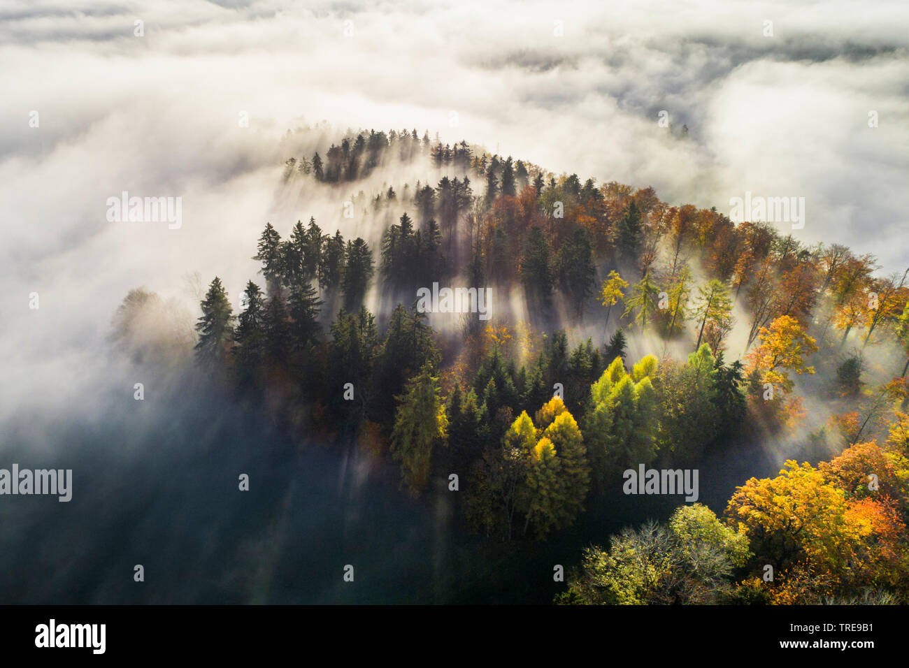 Mischwald mit Nebel, drone Bild, Schweiz, Zürcher Oberland Stockfoto