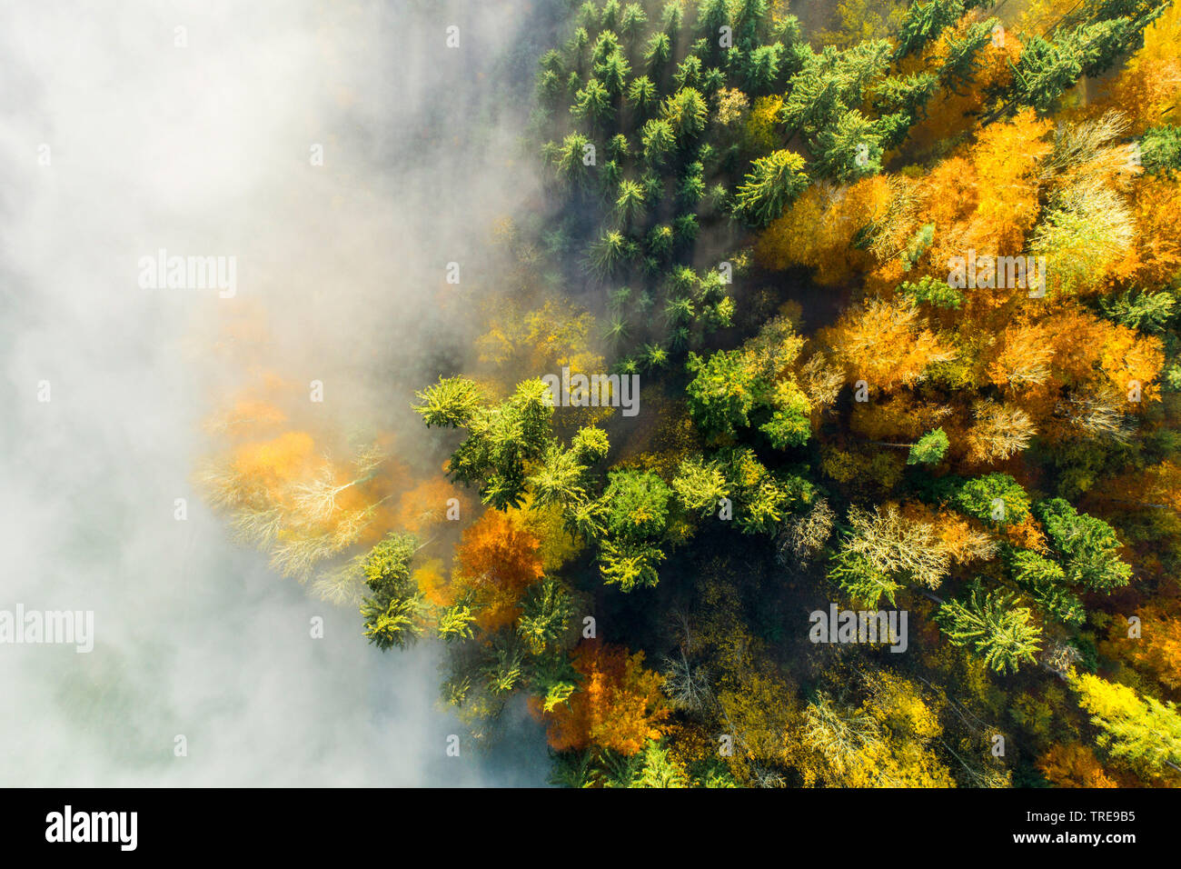 Mischwald mit Nebel, drone Bild, Schweiz, Zürcher Oberland Stockfoto