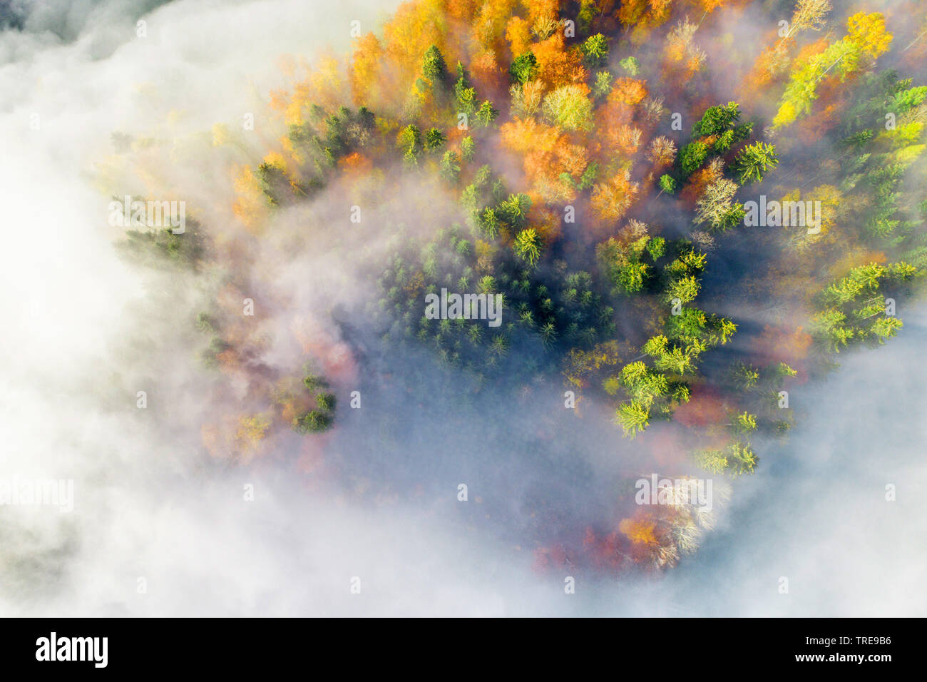 Mischwald mit Nebel, drone Bild, Schweiz, Zürcher Oberland Stockfoto