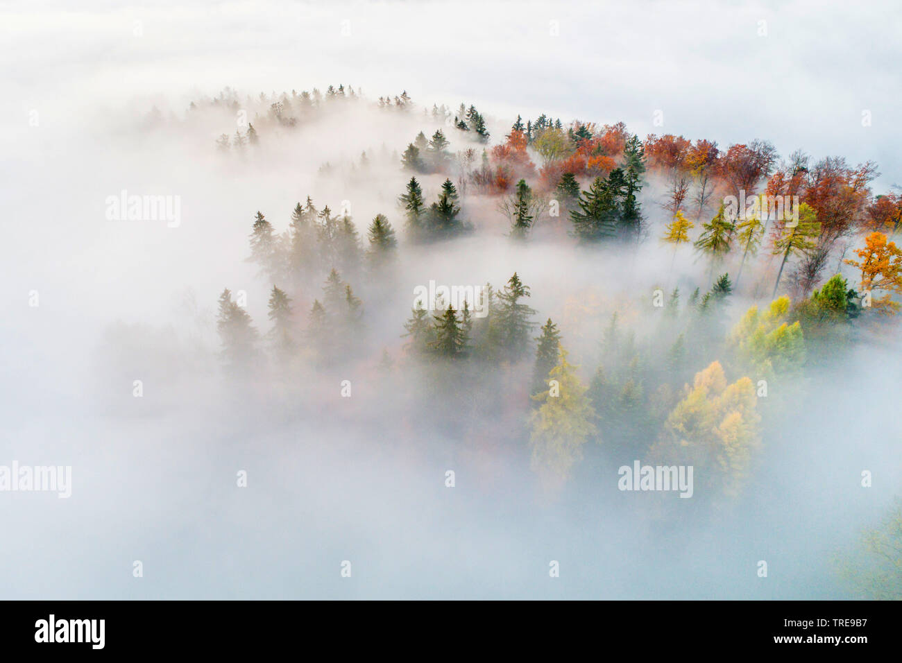 Mischwald mit Nebel, drone Bild, Schweiz, Zürcher Oberland Stockfoto