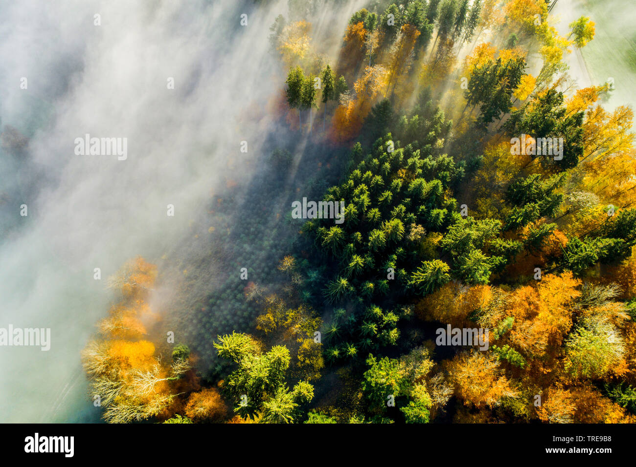 Mischwald mit Nebel, drone Bild, Schweiz, Zürcher Oberland Stockfoto