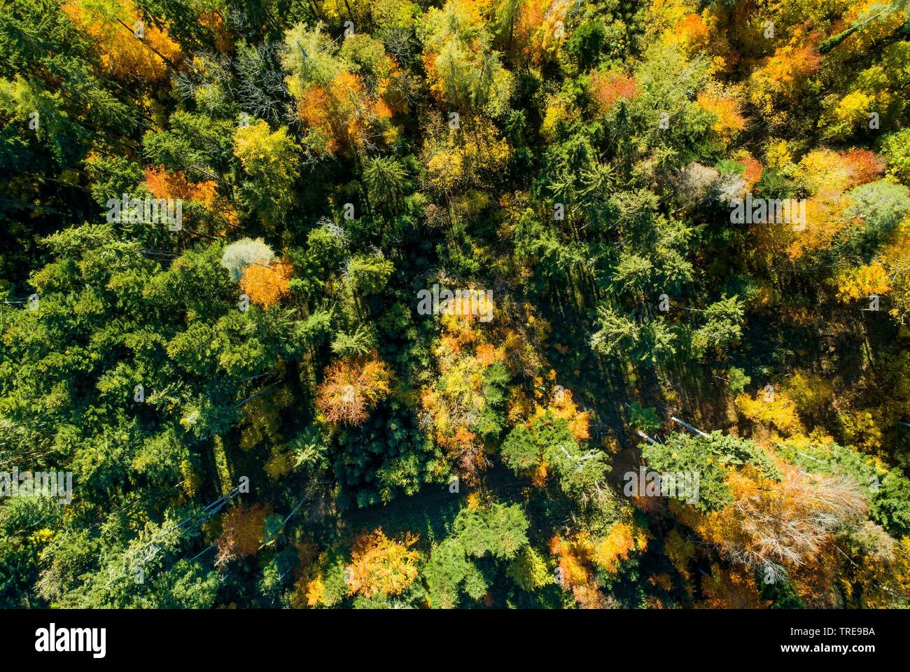 Mischwald im Herbst, drone Bild, Schweiz, Zürcher Oberland Stockfoto