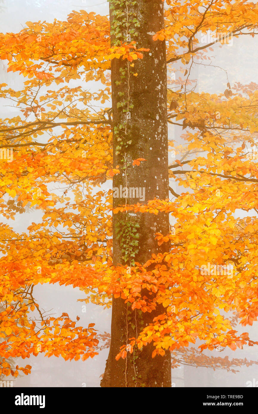 Gemeinsame Buche (Fagus sylvatica), im Herbst, Schweiz, Zürcher Oberland Stockfoto