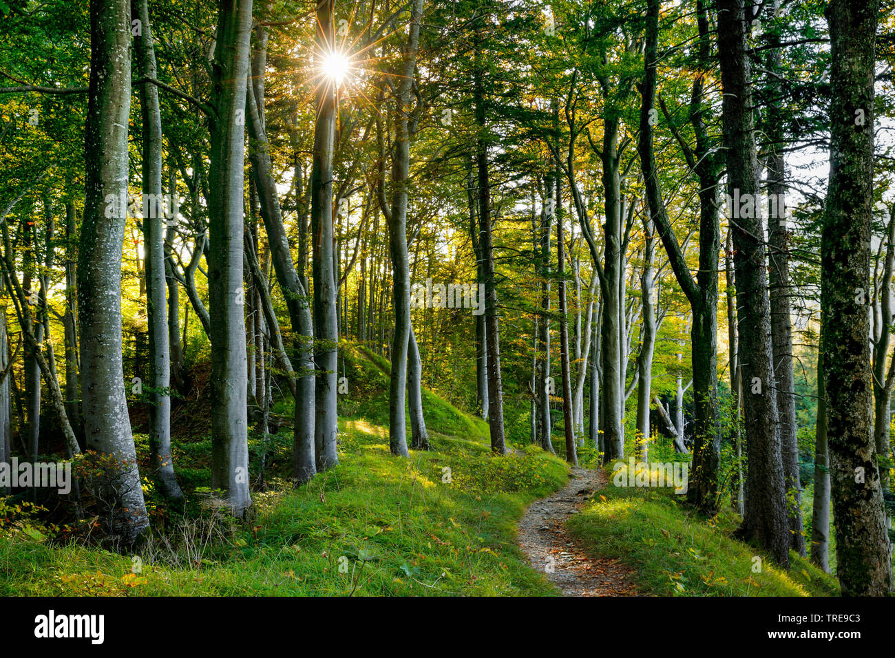 Waldweg, Schweiz Stockfoto