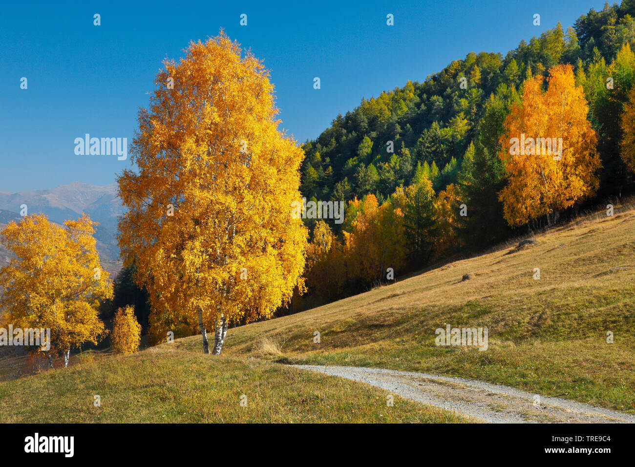Gemeinsame Birke, Silver Birch, weiße Birke, Birke (Betula pendula, Betula Alba), Feld Pfad im Unterengadin, Schweiz, Graubünden, Engadin Stockfoto