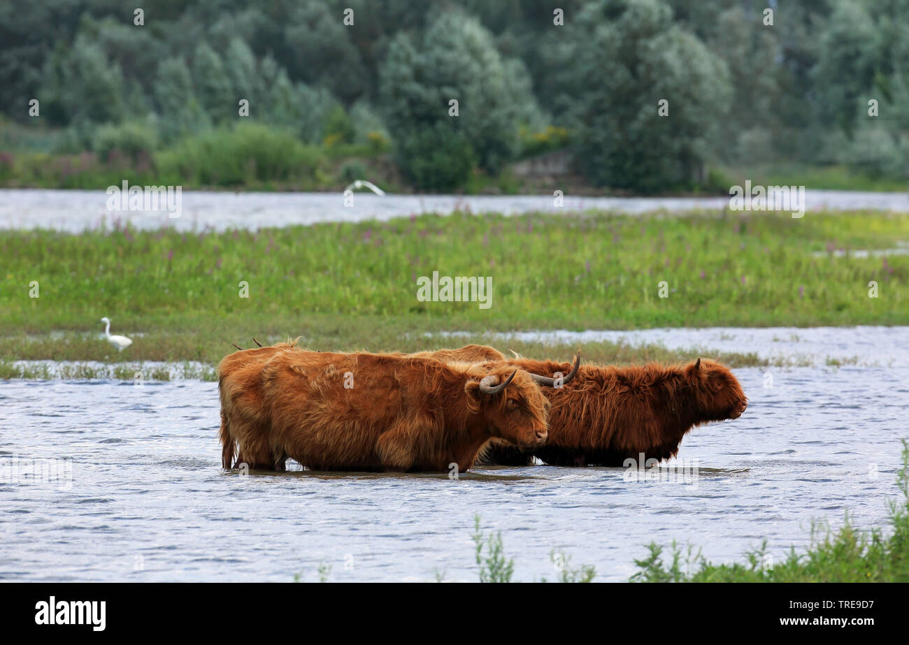Schottische Hochlandrinder, Kyloe, Highland Kuh, Heelan Coo (Bos primigenius f. Taurus), Highland Kühe im Wasser, Niederlande, Hollands Diep Stockfoto