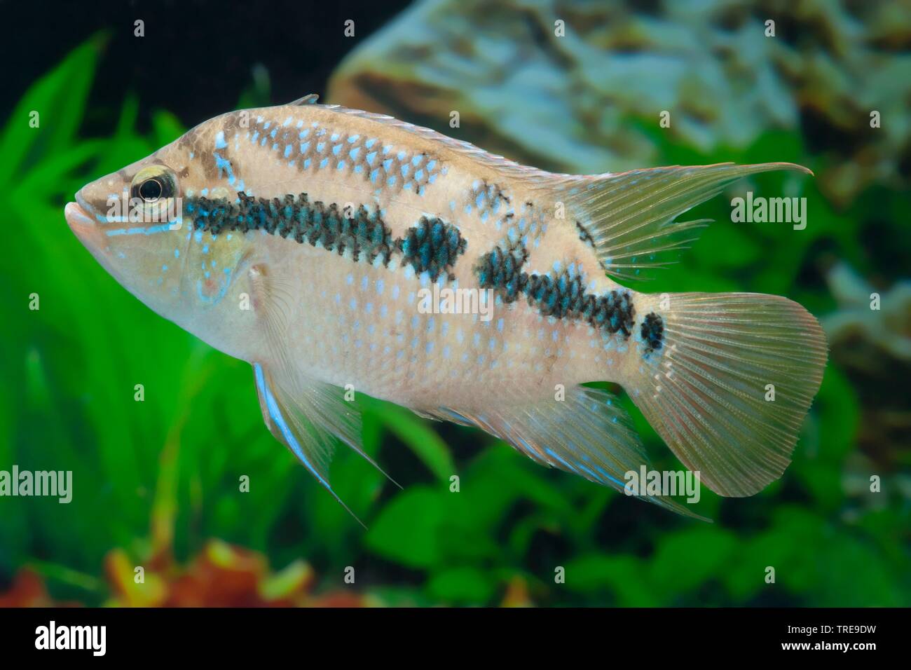 Salvin's Cichlid, gelben Bauch (cichlasoma Salvini, Nandopsis salvini), Schwimmen, Seitenansicht Stockfoto