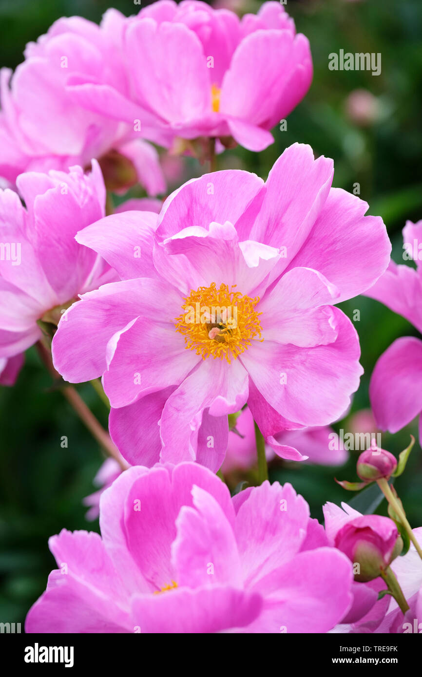 Paeonia lactiflora Fen Yu Nu: Close-up rosa Blüten, die Surround gelben Staminodien Stockfoto
