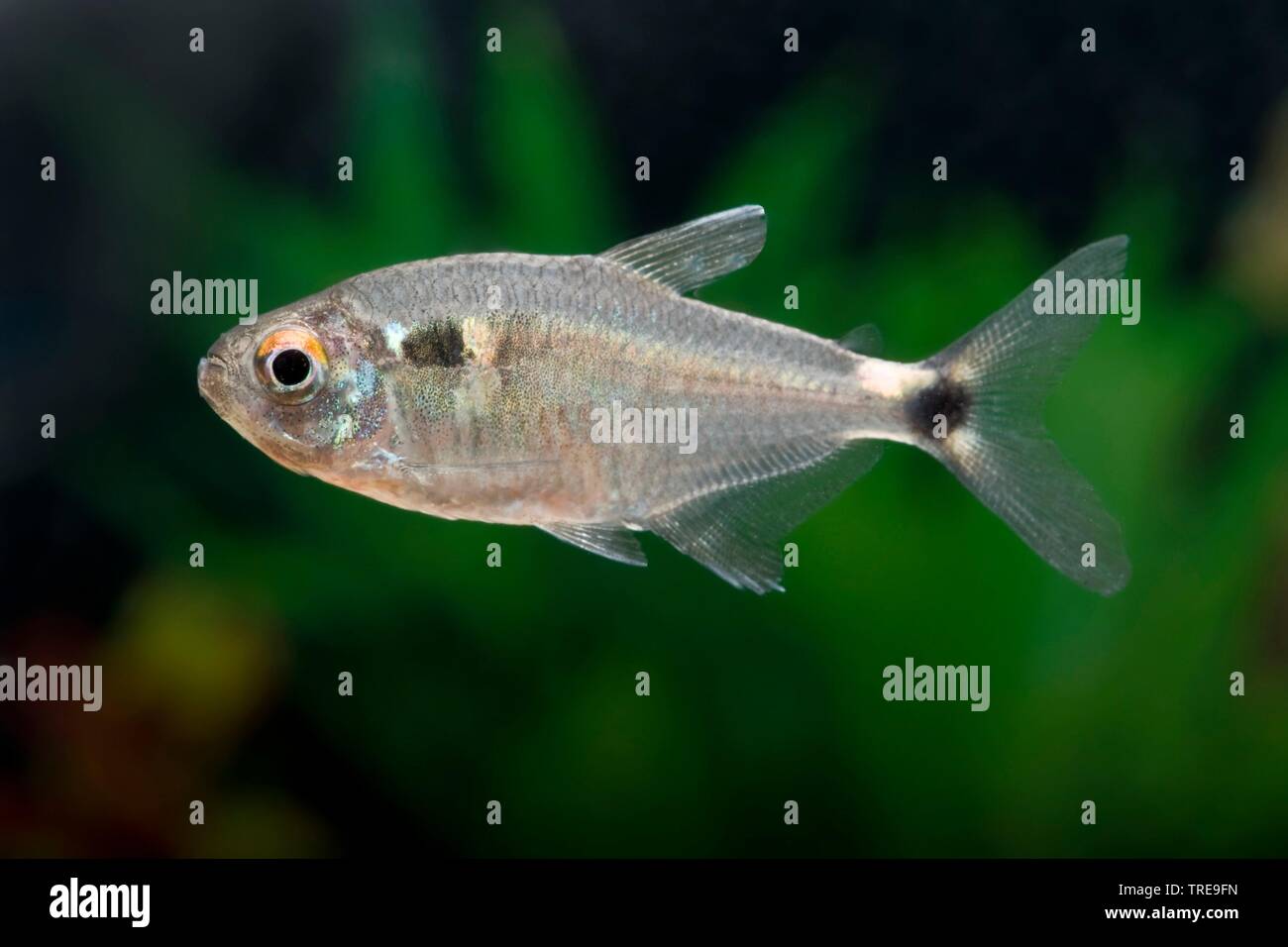 Rundumleuchten, Fisch, Rundumleuchten, Tetra, Kopf-und-rücklicht Tetra (Hemigrammus ocellifer), Schwimmen, Seitenansicht Stockfoto