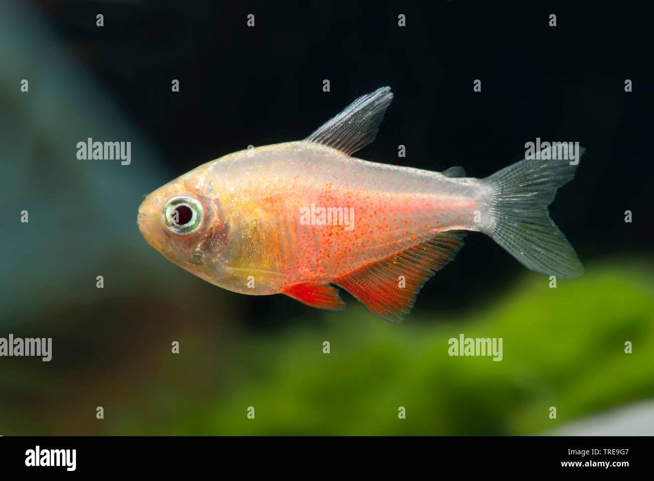 Flamme Tetra (Hyphessobrycon flammeus Orange), die Tierzucht form Orange Stockfoto