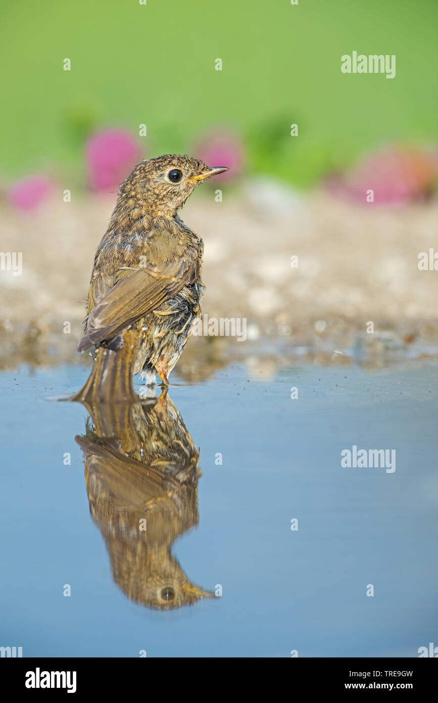 Europäische Robin (Erithacus Rubecula), Unreife mit Spiegel bild, Italien, Aostatal Stockfoto