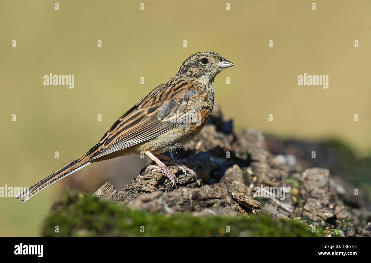 Zippammer (Emberiza cia), auf einem Baum Stub, Italien Stockfoto