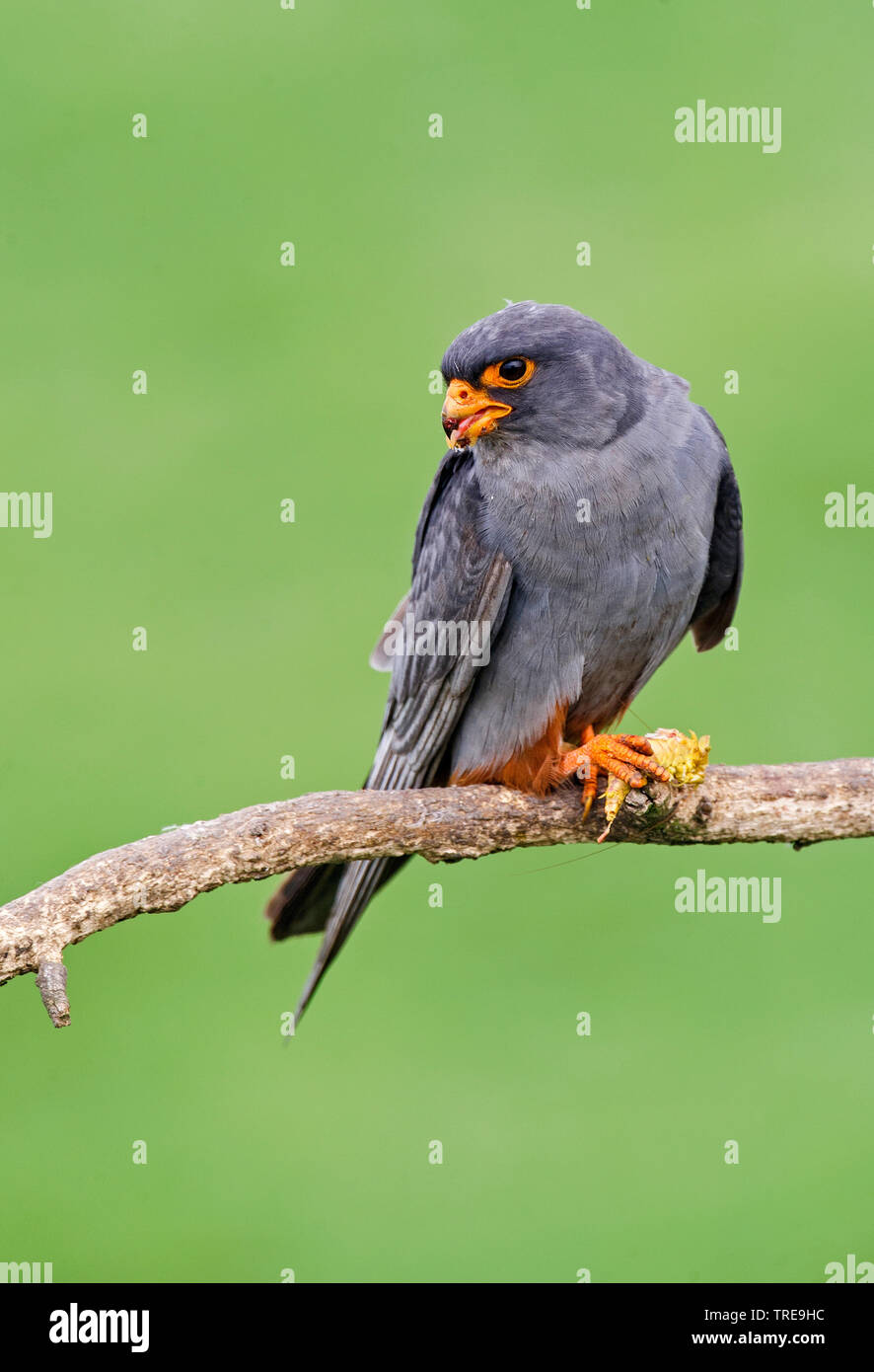 Western Red-footed Falcon (Falco vespertinus), männlich, Italien Stockfoto