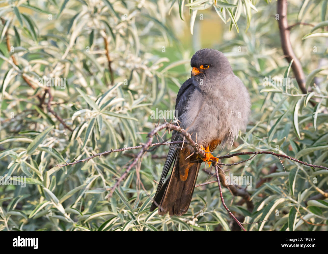 Western Red-footed Falcon (Falco vespertinus), erwachsenen männlichen hocken in einem Strauch, Italien Stockfoto