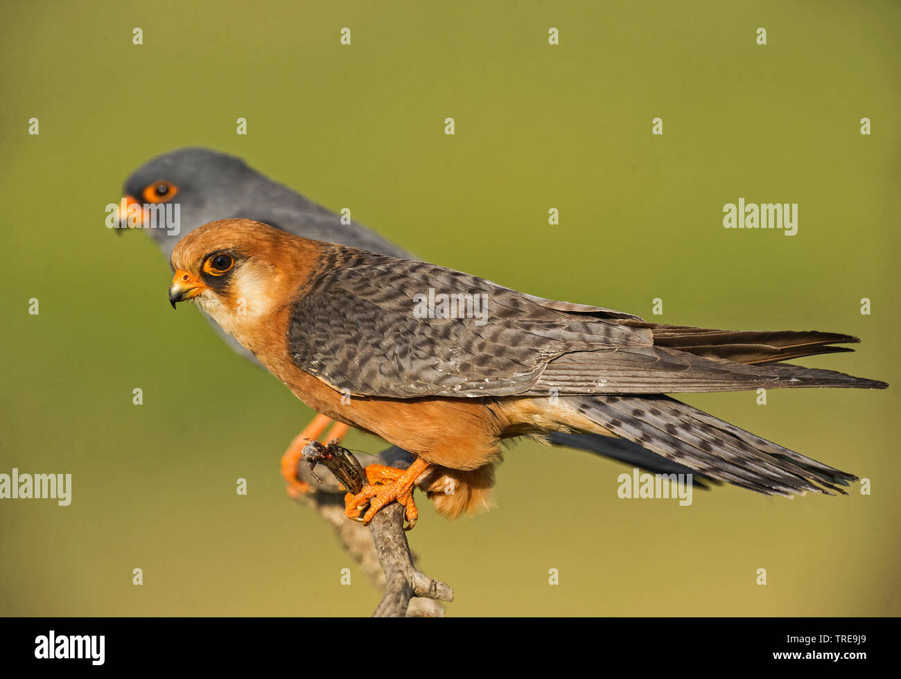 Western Red-footed Falcon (Falco vespertinus), Paar hocken auf einem Zweig, Italien Stockfoto