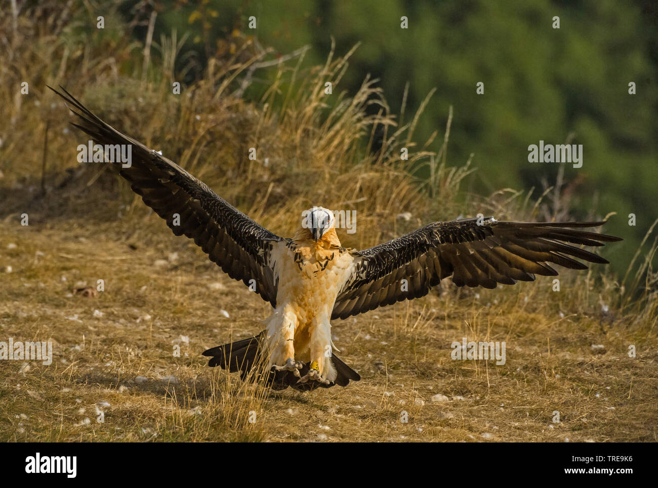 Lämmergeier, Bartgeier (Gypaetus Barbatus), Landung, Italien Stockfoto