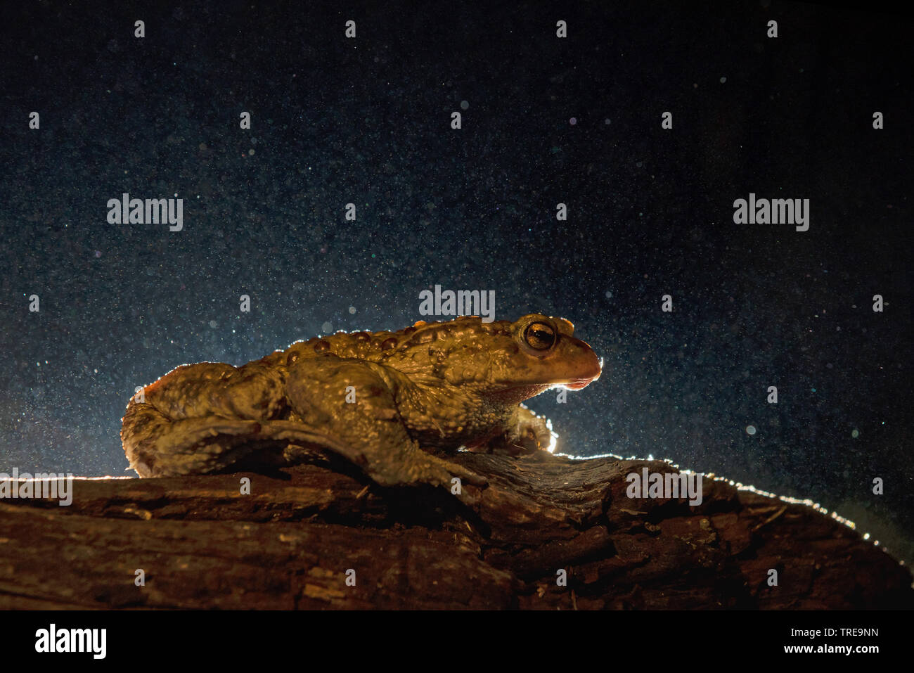 Europäische Erdkröte (Bufo bufo), sitzt auf einem Stück Holz in der Nacht, Italien Stockfoto