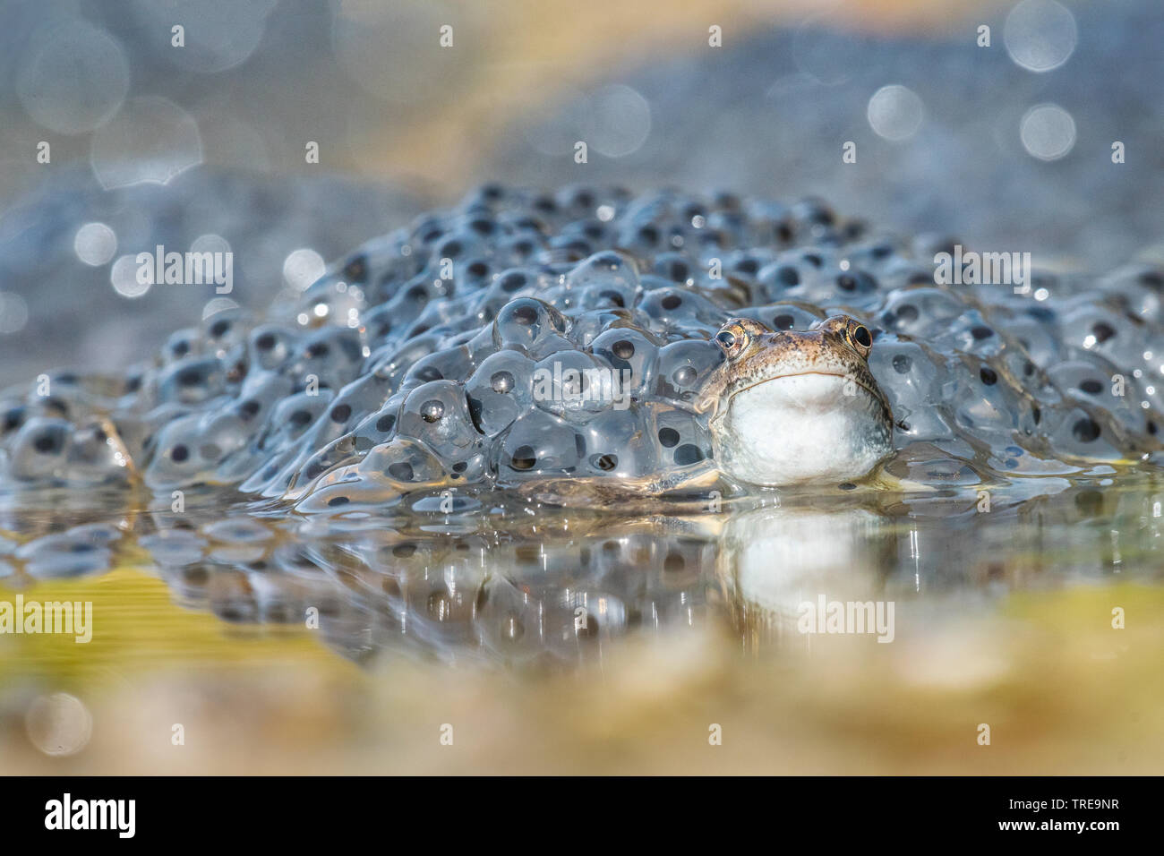 Grasfrosch, grasfrosch (Rana temporaria), Frosch mit frogspawn, Italien Stockfoto