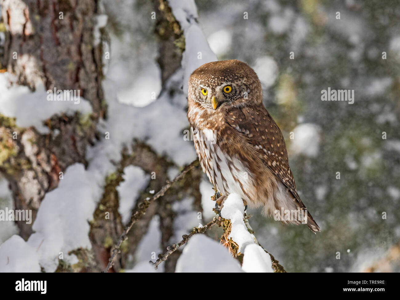 Eurasischen Sperlingskauz (Glaucidium passerinum), auf Zweig im Winter, Italien sitzen, Aosta Stockfoto